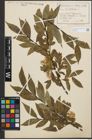 Foto von Salix pentandra L.
